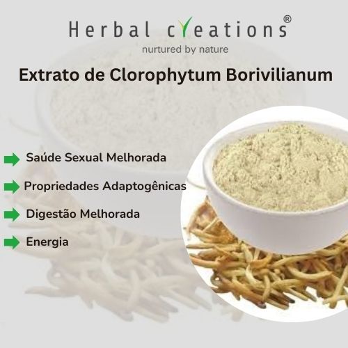 Extrato de Chlorophytum Borivilianum